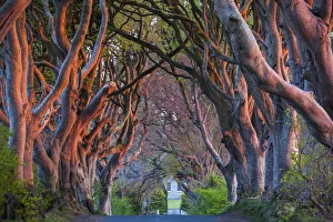 Images Dated 11th May 2016: UK, Northern Ireland, County Antrim, Ballymoney, The Dark Hedges, tree-lined road at dawn