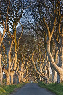 Images Dated 10th May 2016: UK, Northern Ireland, County Antrim, Ballymoney, The Dark Hedges, tree-lined road at dawn