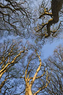 Images Dated 10th May 2016: UK, Northern Ireland, County Antrim, Ballymoney, The Dark Hedges, tree-lined road at dawn