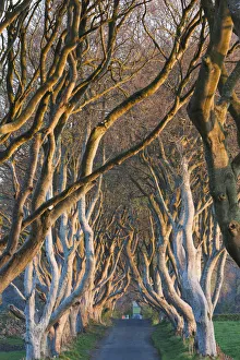Images Dated 10th May 2016: UK, Northern Ireland, County Antrim, Ballymoney, The Dark Hedges, tree-lined road at dawn