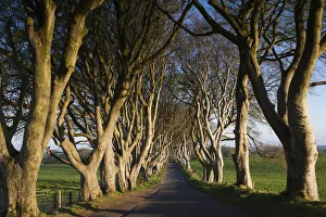 Images Dated 10th May 2016: UK, Northern Ireland, County Antrim, Ballymoney, The Dark Hedges, tree-lined road at dawn