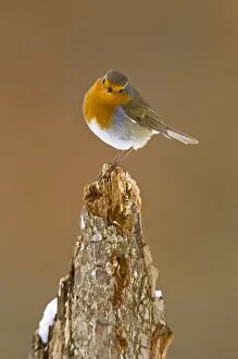 Images Dated 12th March 2006: UK. Robin (Erythracus rubecula) on tree stump in winter