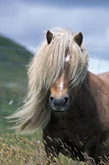 UK, Scotland, Shetland