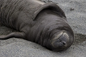 Images Dated 13th October 2007: UK Territory, South Georgia Island. Elephant seal pup sleeps on beach
