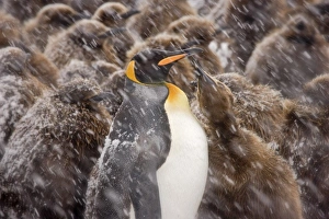 Images Dated 14th October 2007: UK Territory, South Georgia Island, Salisbury Plain. Young king penguin begging food
