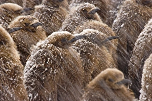 Coat Prints: UK Territory, South Georgia Island. Close-up of young king penguin chicks in snowstorm