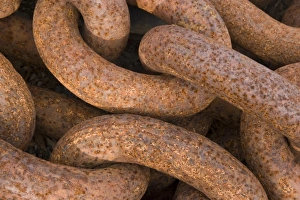 Chain Prints: UK Territory, South Georgia Island, Grytviken. Close-up of large rusty chain links