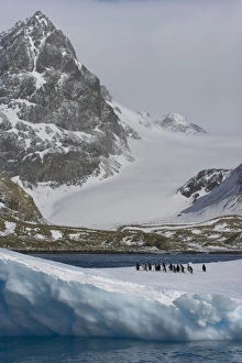 Images Dated 30th October 2007: UK Territory, South Georgia Island, Cooper Bay. Gentoo penguins on iceberg