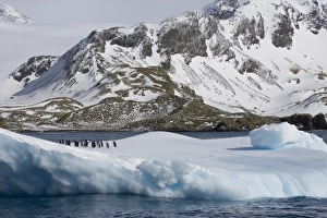 Images Dated 30th October 2007: UK Territory, South Georgia Island, Cooper Bay. Gentoo penguins on iceberg