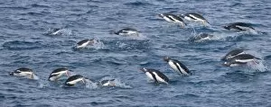 Images Dated 31st October 2007: UK Territory, South Georgia Island. Gentoo penguins leap through water while feeding