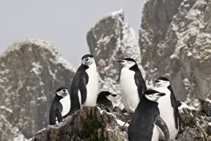 UK Territory, South Georgia Island, Cooper Bay. Chinstrap penguins on rocky ridge