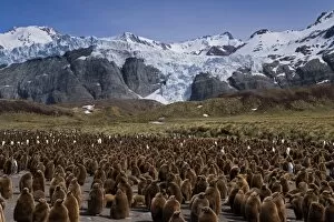 Images Dated 25th October 2007: UK Territory, South Georgia Island, Gold Harbor. King penguin colony of adults