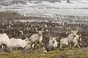 Images Dated 18th October 2007: UK Territory, South Georgia Island, St. Andrews Bay. Reindeers on hillside with king