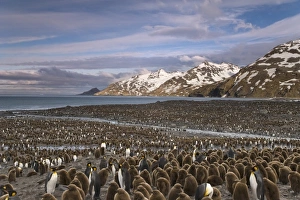UK Territory, South Georgia Island, St. Andrews Bay. Overview of king penguin colony