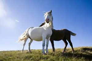 Moor Prints: UK, Wales, Brecon Beacons NP. Wild Pony against blue sky in the Welsh mountains of Britain
