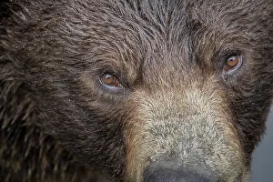 Eye Contact Prints: Ultra closeup of a brown bear at Fortress of the Bear, a Sitka rescue center
