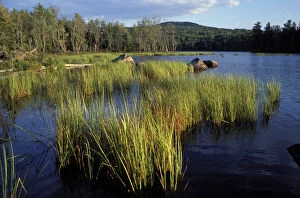 Umbagog Lake. Reeds. Northern Forest. The Rapid River empties into Umbagog Lake