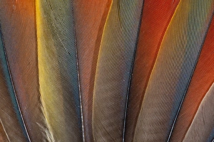 Images Dated 31st March 2010: Underside wing coloration of the Scarlet Macaw