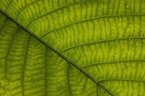 Images Dated 16th June 2005: Understory plant detail (Fam: Melastomaceae), Mindo Cloud Forest, Ecuador, South America