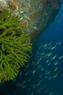 Underwater arch, tubastrea coral and Blue-gold fusiliers, Raja Ampat region of Papua