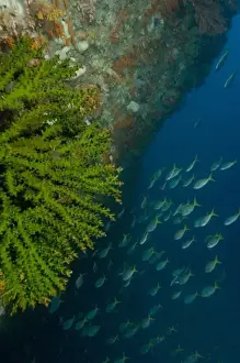 Raja Ampat Prints: Underwater arch, tubastrea coral and Blue-gold fusiliers, Raja Ampat region of Papua
