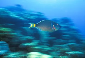 Underwater Motion Parrotfish, Bahamas