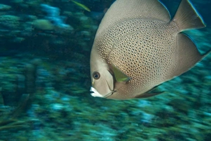 Images Dated 12th March 2007: Underwater Utila