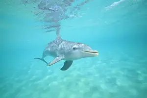 Graceful Prints: underwater view of Bottlenose Dolphin (Tursiops truncatus), Roatan, Bay Islands