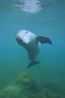 underwater view of Bottlenose Dolphin (Tursiops truncatus), Roatan, Bay Islands