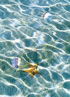 Starfish Prints: Underwater view of sea star and seashells, Bahamas