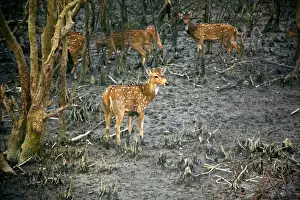 India Prints: UNESCO, India, West Bengal, Sunderbans National Park World Heritage site and Biosphere Reserve