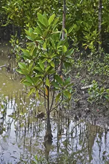 Biosphere Reserve Prints: UNESCO, India, West Bengal, Sunderbans National Park World Heritage site and Biosphere Reserve