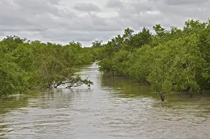 UNESCO, India, West Bengal, Sunderbans National Park World Heritage site and Biosphere Reserve