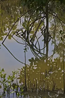 Images Dated 11th October 2009: UNESCO, India, West Bengal, Sunderbans National Park World Heritage site and Biosphere Reserve