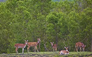 Images Dated 6th October 2009: UNESCO, India, West Bengal, Sunderbans National Park World Heritage site and Biosphere Reserve