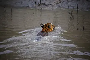 UNESCO, India, West Bengal, Sunderbans National Park World Heritage site and Biosphere Reserve