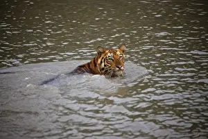 Images Dated 9th October 2009: UNESCO, India, West Bengal, Sunderbans National Park World Heritage site and Biosphere Reserve