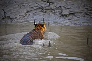 Images Dated 9th October 2009: UNESCO, India, West Bengal, Sunderbans National Park World Heritage site and Biosphere Reserve