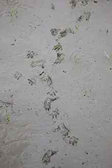 Images Dated 8th October 2009: UNESCO, India, West Bengal, Sunderbans National Park World Heritage site and Biosphere Reserve