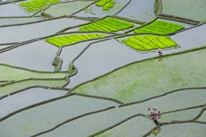 Images Dated 23rd April 2011: Unesco world heritage sight the rice terraces of Banaue, Northern Luzon, Philippines