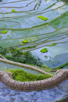 Unesco world heritage sight the rice terraces of Banaue, Northern Luzon, Philippines