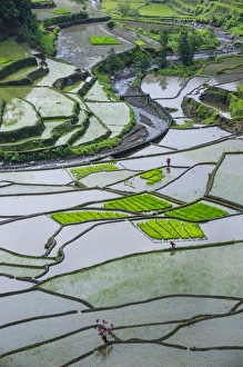 Images Dated 23rd April 2011: Unesco world heritage sight the rice terraces of Banaue, Northern Luzon, Philippines