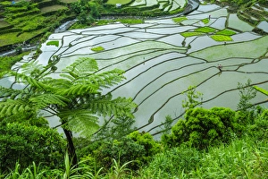 Images Dated 23rd April 2011: Unesco world heritage sight the rice terraces of Banaue, Northern Luzon, Philippines