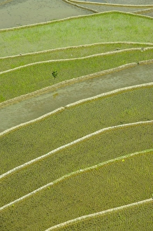 Images Dated 25th April 2011: Unesco world heritage sight the rice terraces of Banaue, Northern Luzon, Philippines