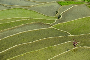 Images Dated 25th April 2011: Unesco world heritage sight the rice terraces of Banaue, Northern Luzon, Philippines