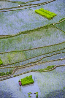 Images Dated 25th April 2011: Unesco world heritage sight the rice terraces of Banaue, Northern Luzon, Philippines