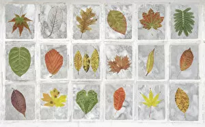 United Kingdom, Falkland Islands, Stanley. Collage of leaves in windows. Credit as