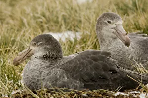 Images Dated 11th October 2007: United Kingdom Territory, South Georgia Island. Close-up of two northern giant petrels in grass