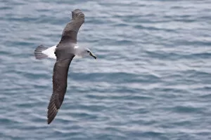 Images Dated 11th October 2007: United Kingdom Territory, South Georgia Island. Gray-headed albatross glides over ocean