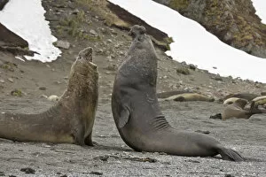 Images Dated 1st November 2007: United Kingdom Territory, South Georgia Island. Two bull elephant seals fighting for dominance